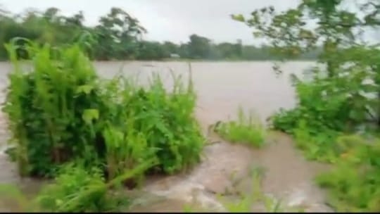 Persawahan di Boleng Manggarai Barat, terancam gagal panen lantaran diterjang banjir. 