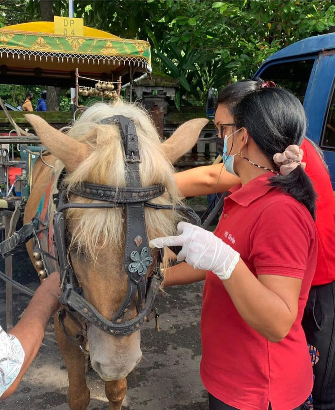 Tim Kesehatan Hewan Dinas Pertanian Kota Denpasar saat melaksanakan pengecekan kesehatan Kuda Dokar Denpasar City Tour pada Jumat (29/4) di Pangkalan Dokar City Tour, Gedung Merdeka. 